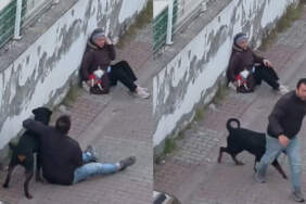 Ümraniye’de dehşet! Ağızlıksız köpek, küçük ırk köpeğe saldırdı