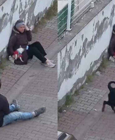 Ümraniye’de dehşet! Ağızlıksız köpek, küçük ırk köpeğe saldırdı