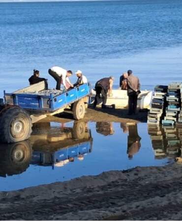 İznik Gölü’nde sezon bereketiyle başladı: Tek seferde 2 ton yakaladılar