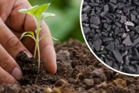 Ev bitkilerinde ‘kömür’ çılgınlığı: Gerçekten işe yarıyor mu yoksa boşuna mı para harcıyoruz