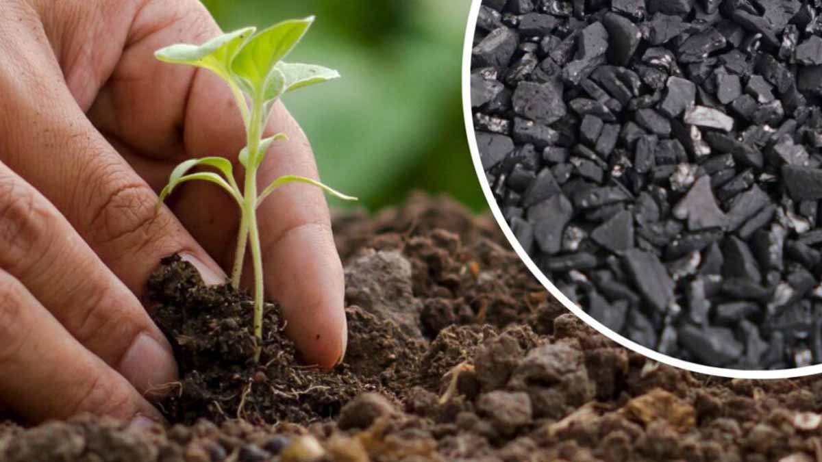 Ev bitkilerinde ‘kömür’ çılgınlığı: Gerçekten işe yarıyor mu yoksa boşuna mı para harcıyoruz