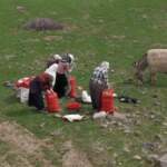 Tüccarlar kilosunu 50 TL’den alıyor: Köylünün geçim kaynağı haline geldi