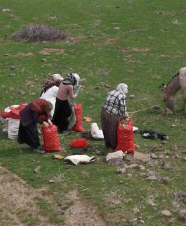 Tüccarlar kilosunu 50 TL’den alıyor: Köylünün geçim kaynağı haline geldi