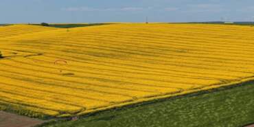 Adeta sarı bir denizi andırıyor: Kartpostallık görüntüler Tekirdağ’dan