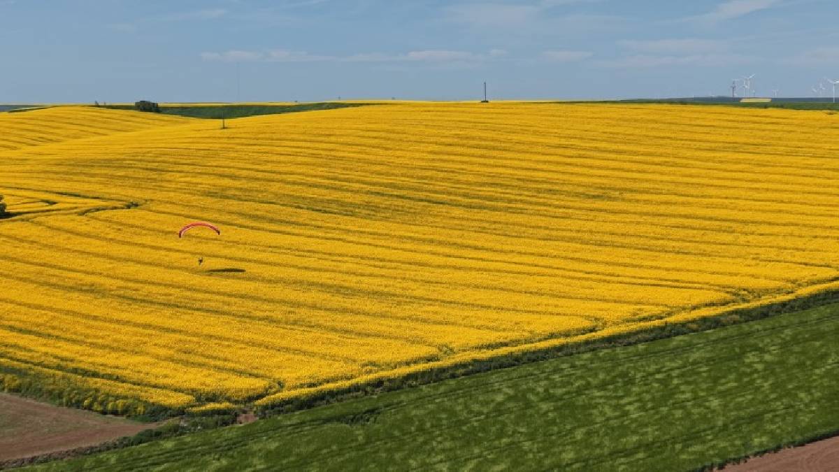 Adeta sarı bir denizi andırıyor: Kartpostallık görüntüler Tekirdağ’dan