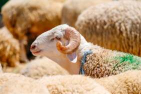 Kurban bağışlayım derken dolandırılmayın! ‘Link’ tuzağına dikkat