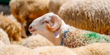 Kurban bağışlayım derken dolandırılmayın! ‘Link’ tuzağına dikkat