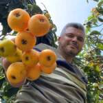 İç pazarda 100 TL, dış pazarda 4 dolar: Mersin’de “Sarı altın” için hasat saati geldi