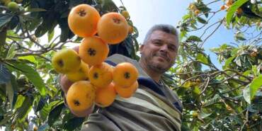 İç pazarda 100 TL, dış pazarda 4 dolar: Mersin’de “Sarı altın” için hasat saati geldi