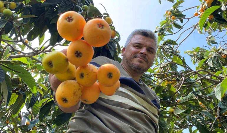 İç pazarda 100 TL, dış pazarda 4 dolar: Mersin’de “Sarı altın” için hasat saati geldi