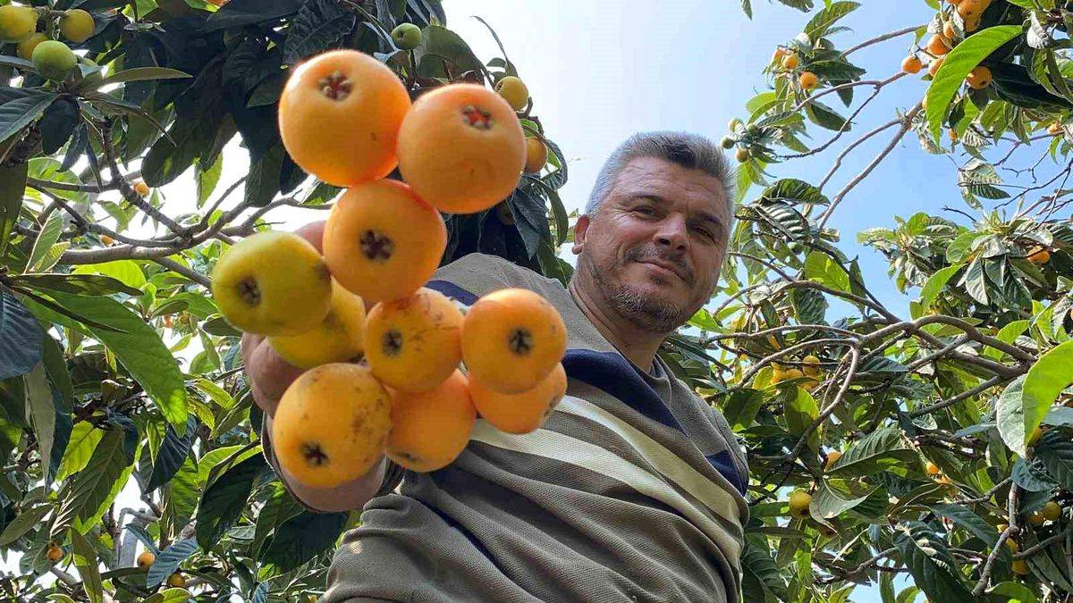 İç pazarda 100 TL, dış pazarda 4 dolar: Mersin’de “Sarı altın” için hasat saati geldi