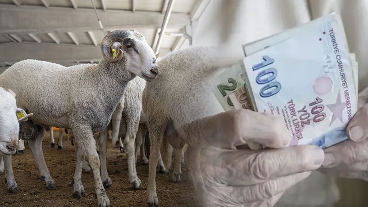 Emekliye kurbanlık hayal oldu: 2018’de “tam koç” alınan ikramiye, 2026’da “5 kilo kıyma” ediyor