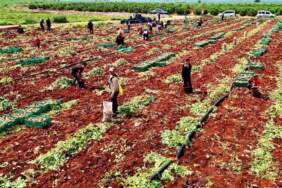 Turfanda ‘Sarı altın’ hasadı başladı! Dönüme 3 ton ürün alınıyor, kilosu 25 TL’den satılıyor