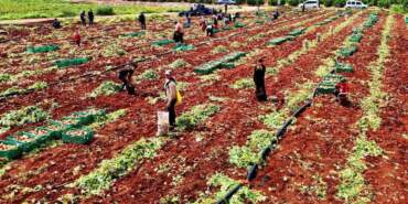 Turfanda ‘Sarı altın’ hasadı başladı! Dönüme 3 ton ürün alınıyor, kilosu 25 TL’den satılıyor