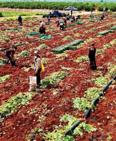 Turfanda ‘Sarı altın’ hasadı başladı! Dönüme 3 ton ürün alınıyor, kilosu 25 TL’den satılıyor