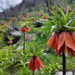 Doğanın narin çiçeği! Koparana 700.000 TL ceza kesiliyor