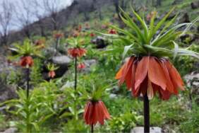 Doğanın narin çiçeği! Koparana 700.000 TL ceza kesiliyor