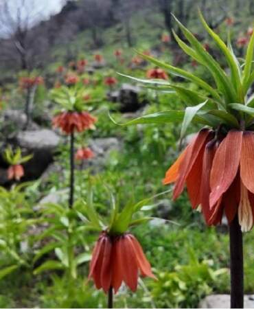 Doğanın narin çiçeği! Koparana 700.000 TL ceza kesiliyor