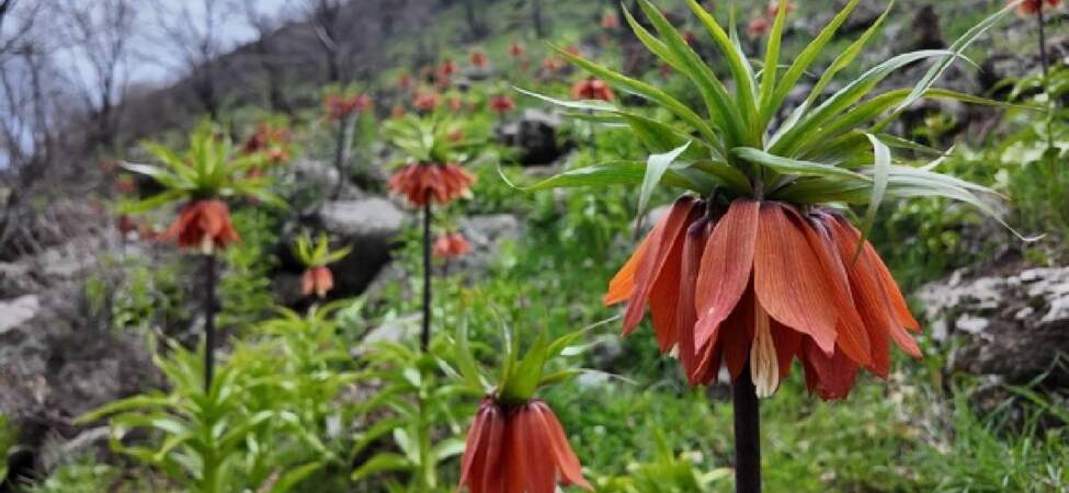 Doğanın narin çiçeği! Koparana 700.000 TL ceza kesiliyor
