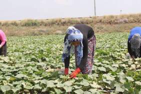 Tarım işçileri ne kadar yevmiye alacak? Selendi’de günlük yevmiye tutarları açıklandı