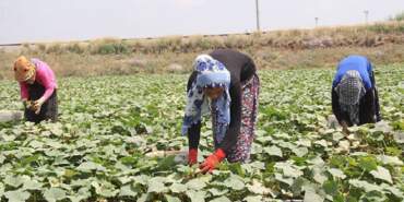 Tarım işçileri ne kadar yevmiye alacak? Selendi’de günlük yevmiye tutarları açıklandı