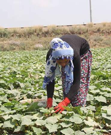 Tarım işçileri ne kadar yevmiye alacak? Selendi’de günlük yevmiye tutarları açıklandı