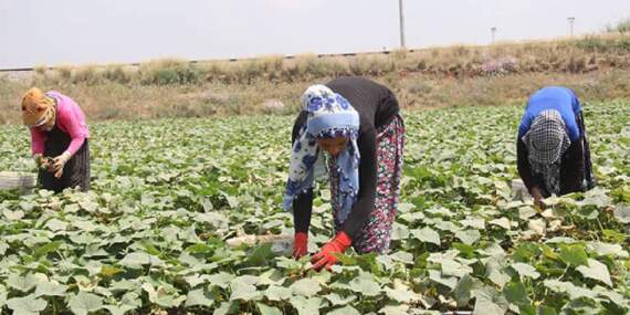 Tarım işçileri ne kadar yevmiye alacak? Selendi’de günlük yevmiye tutarları açıklandı