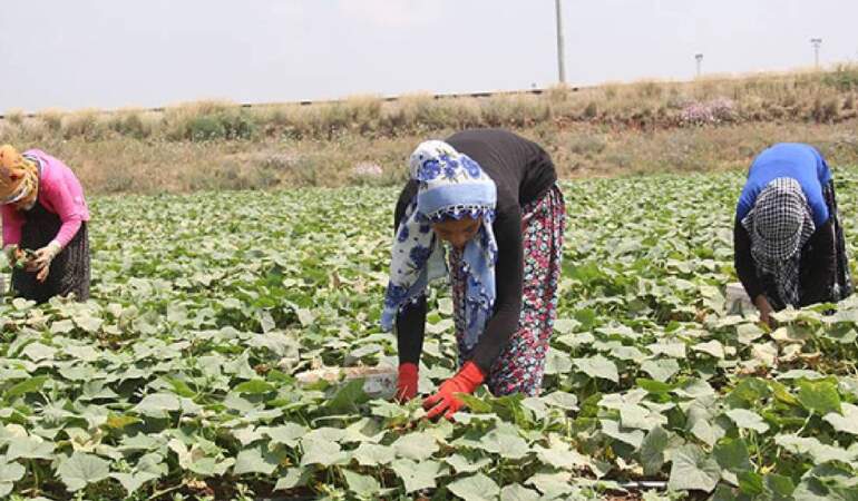 Tarım işçileri ne kadar yevmiye alacak? Selendi’de günlük yevmiye tutarları açıklandı