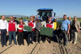 İlk mahsul mesaisi başladı! Manisa’da domates fideleri toprakla buluşuyor, Haziran’da toplanacak