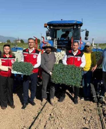 İlk mahsul mesaisi başladı! Manisa’da domates fideleri toprakla buluşuyor, Haziran’da toplanacak