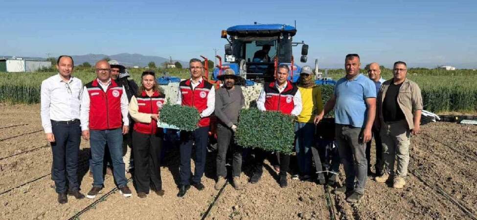 İlk mahsul mesaisi başladı! Manisa’da domates fideleri toprakla buluşuyor, Haziran’da toplanacak