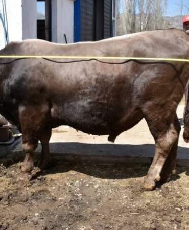 1 ton 180 kilo ağırlığında! Dev tosun kantara bile sığmıyor