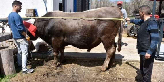 1 ton 180 kilo ağırlığında! Dev tosun kantara bile sığmıyor