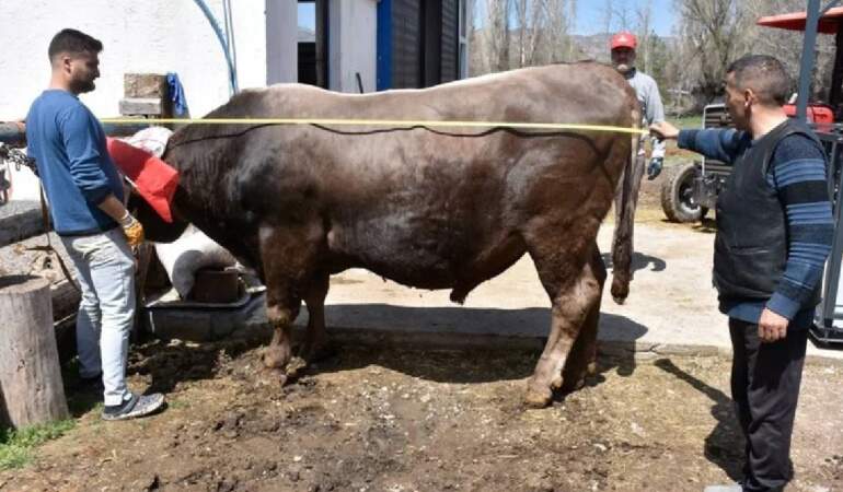 1 ton 180 kilo ağırlığında! Dev tosun kantara bile sığmıyor