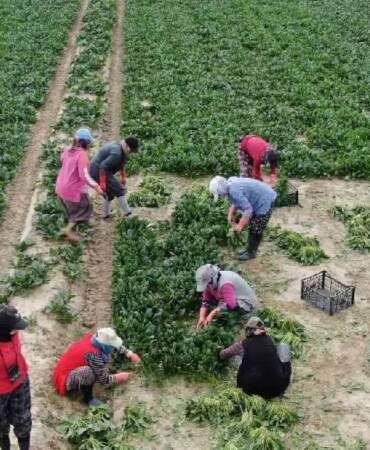 Bir kez eken çokça verim alıyor! 20 kat hasat imkanı sağlıyor, çiftçinin cebi doluyor