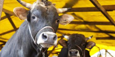 2026 Yılı Kurban Vekalet Bedelleri Açıklandı