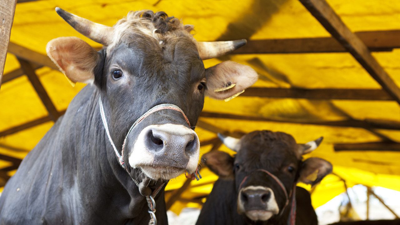 2026 Yılı Kurban Vekalet Bedelleri Açıklandı