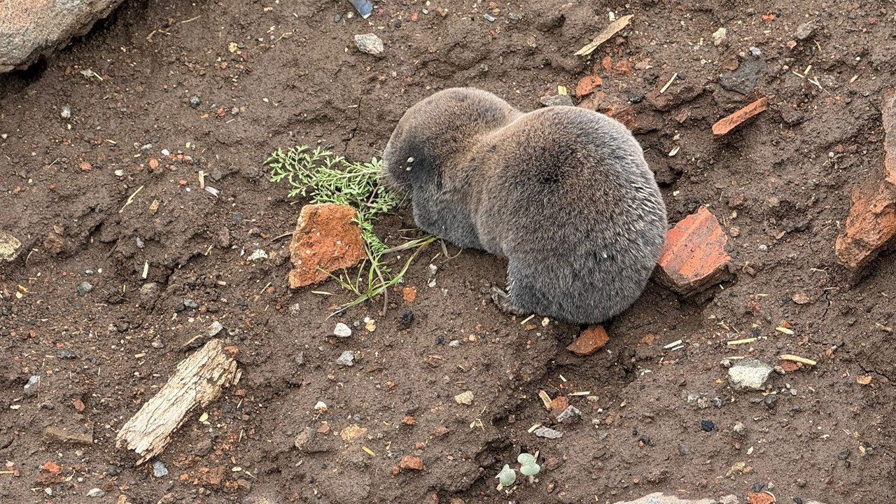 40 Yıllık Uzman Şaşkın! Derinlerin Bekçisi Diyarbakır’da Gün Yüzüne Çıktı: Sakın Zarar Vermeyin
