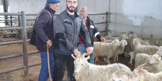 Çubuk’ta Kurbanlık Satışları Başladı