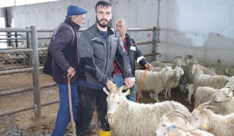 Çubuk’ta Kurbanlık Satışları Başladı