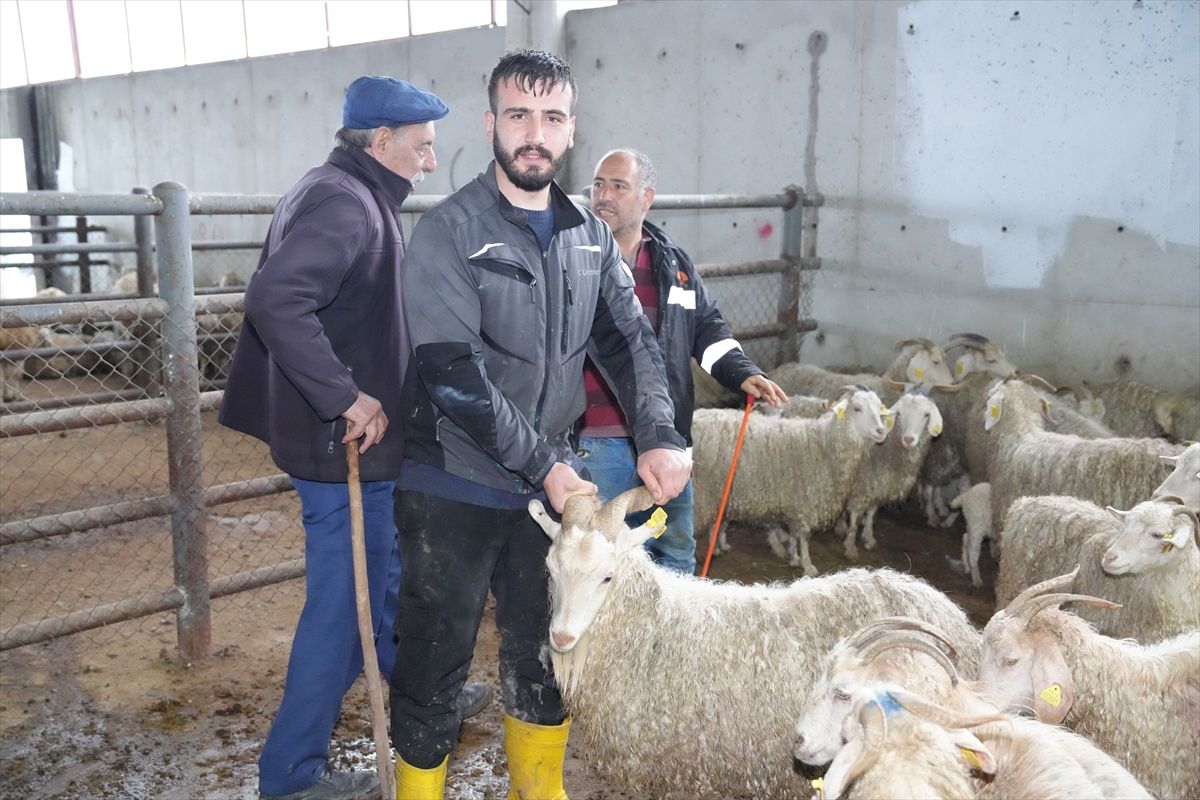 Çubuk’ta Kurbanlık Satışları Başladı