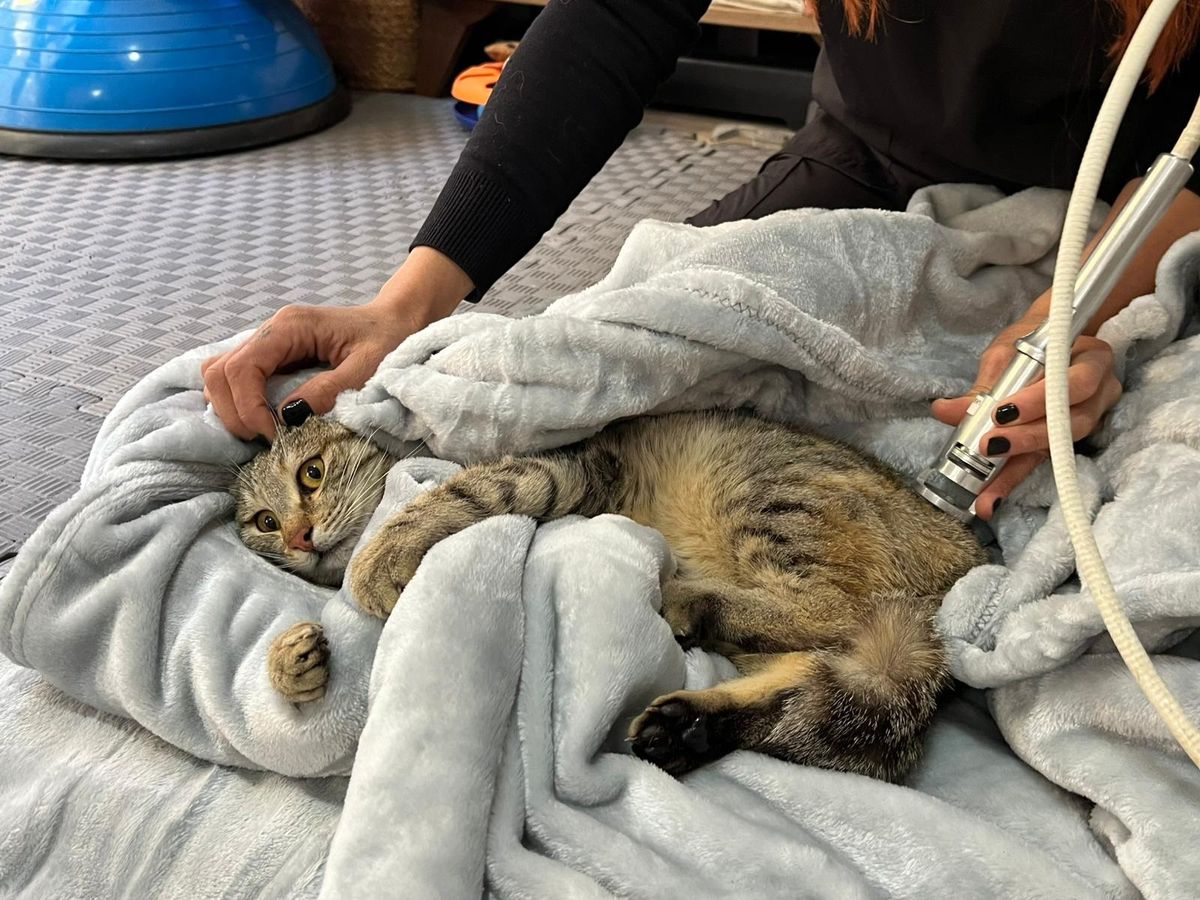 Yürümeye Başlayan Sokak Kedileri