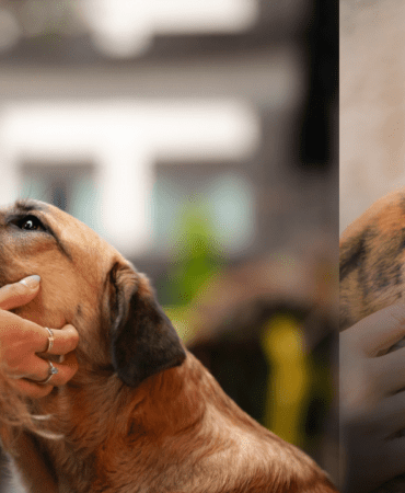 Hayvanseverler ve Baro Harekete Geçiyor: Ana Gündem Kampüsteki Köpeklerin Toplatılması ve Ötenazi