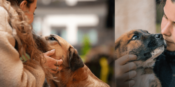 Hayvanseverler ve Baro Harekete Geçiyor: Ana Gündem Kampüsteki Köpeklerin Toplatılması ve Ötenazi