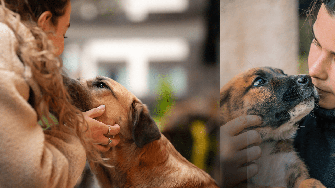 Hayvanseverler ve Baro Harekete Geçiyor: Ana Gündem Kampüsteki Köpeklerin Toplatılması ve Ötenazi