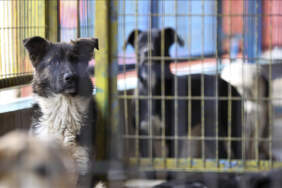 İstanbul Valiliği’nden Belediyeleri Talimat: ‘Mayıs Sonuna Kadar Tüm Sokak Köpeklerini Toplayın’