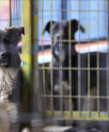 İstanbul Valiliği’nden Belediyeleri Talimat: ‘Mayıs Sonuna Kadar Tüm Sokak Köpeklerini Toplayın’