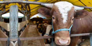 Kurbanlık Fiyatları Belli Oldu: 2026 Büyükbaş ve Küçükbaş Kurban Fiyatları Ne Kadar? İşte Koyun, Tosun, Koç, Dana Fiyatları