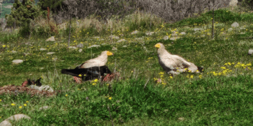 Nesli Tehlikedeki Mısır Akbabaları Bolu’da Görüntülendi