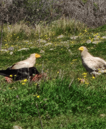 Nesli Tehlikedeki Mısır Akbabaları Bolu’da Görüntülendi